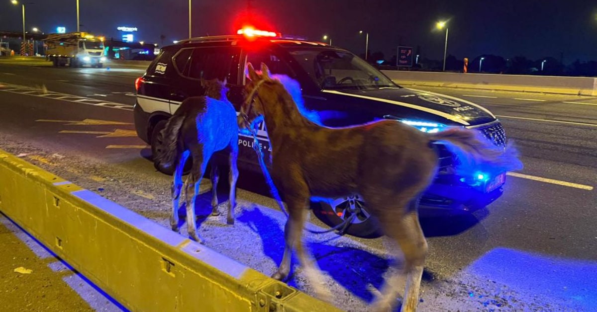 המשטרה איתרה לפנות בוקר 3 סייחים וכלב שנגנבו מאזור השרון ובהמשך הם יוחזרו לבעליהם