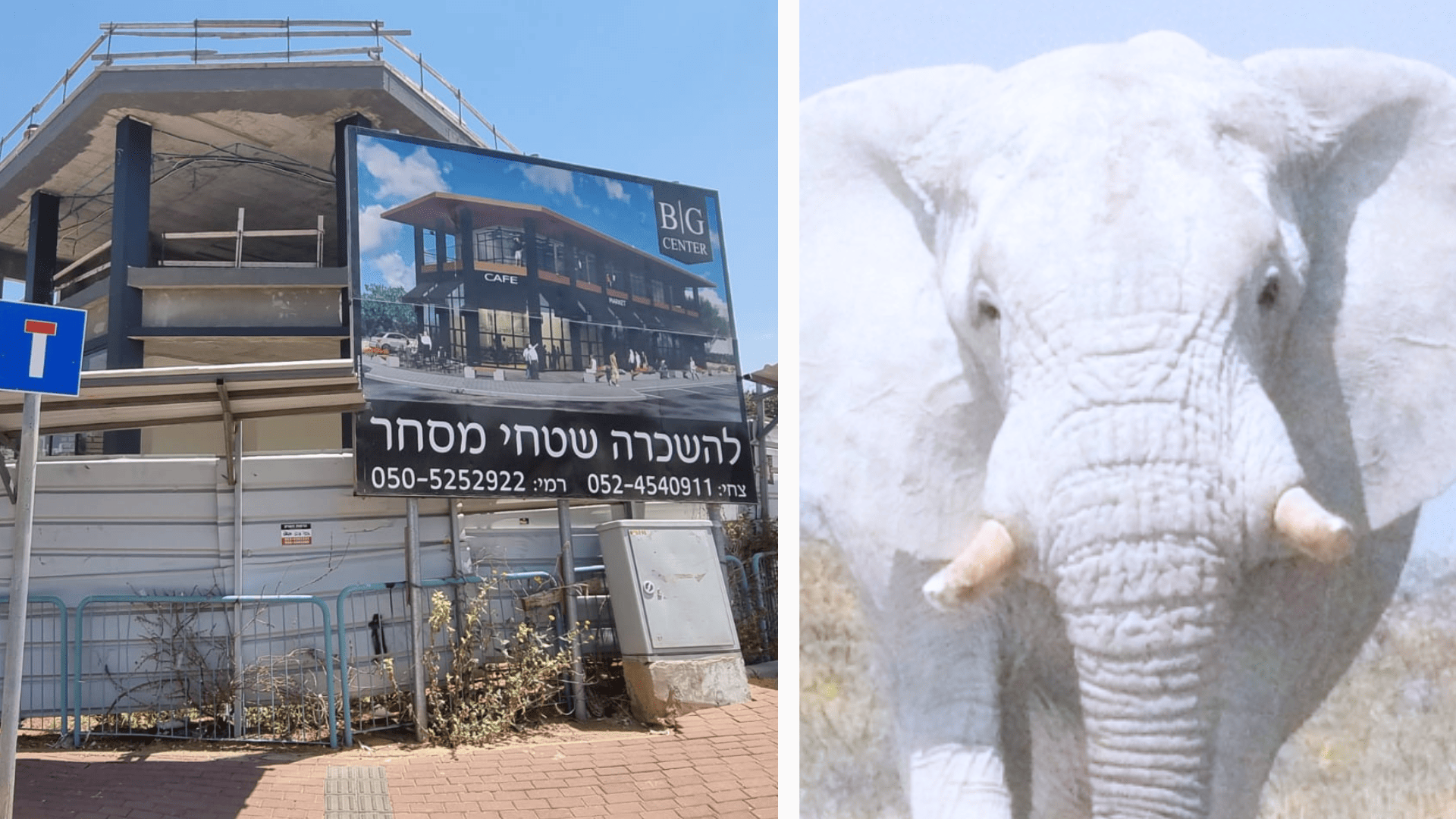 פיל לבן באבן יהודה